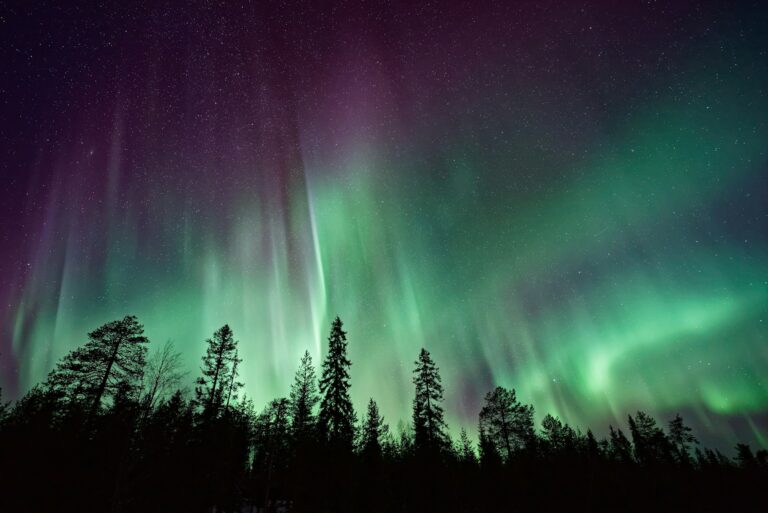 Aurora borealis glowing over dark trees at night