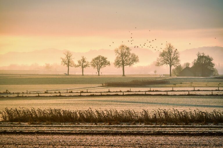 Foggy pasture and grass field at dawn, symbolizing grounding into the earth