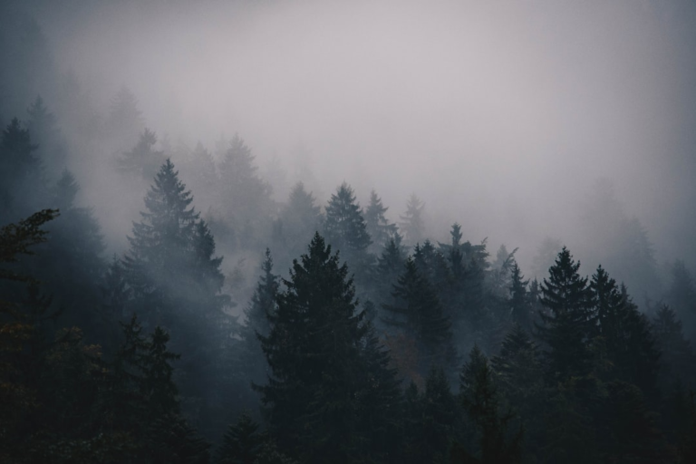 Misty evergreen forest on a mountain slope, evoking the silence of Mount Shasta