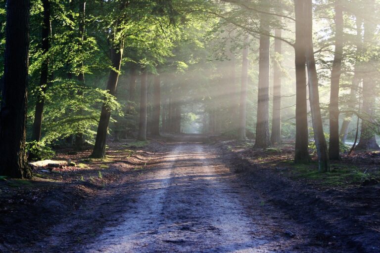 Sunbeams streaming through a forest path lined with trees